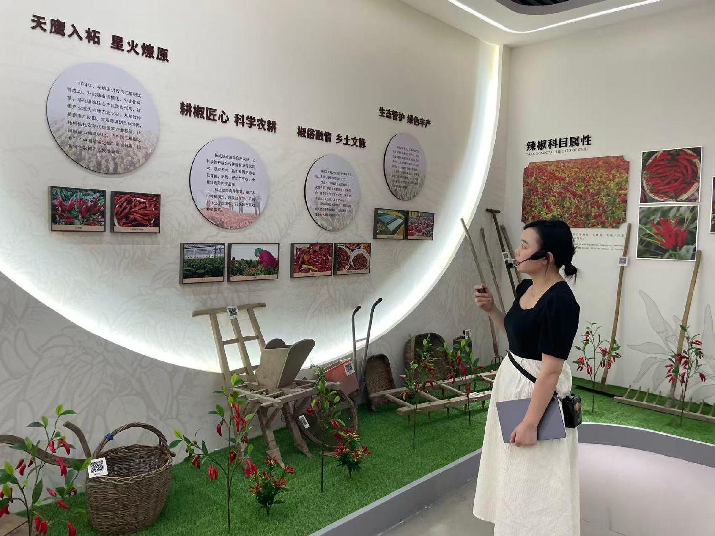 【河南这里的辣椒红全国】乡村振兴看河南陈辉，一个80后河南商丘柘城小伙。不做“打