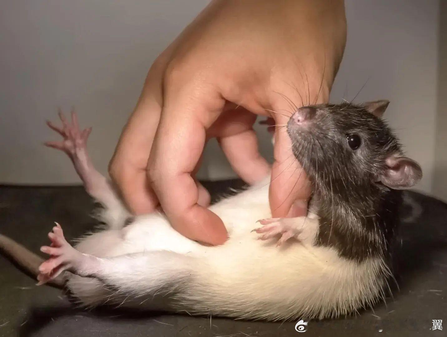 轻轻给老鼠挠痒痒，它们会发出咯咯的笑声。这种声音是超声波，需要特殊的设备才能听到