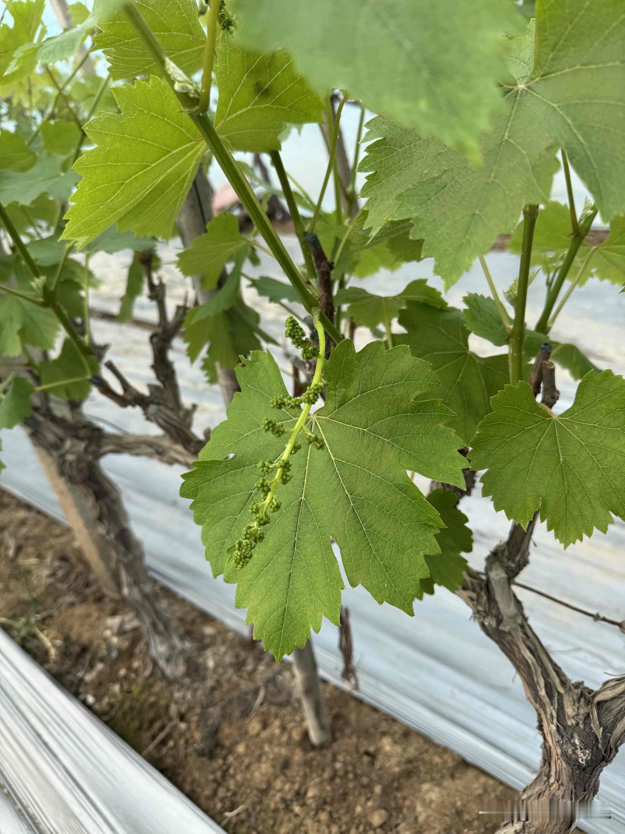 丝瓜想倒淘米水
必须发酵兑清水
直接浇灌根受罪
开花结果用车推

韭菜想喂白醋水