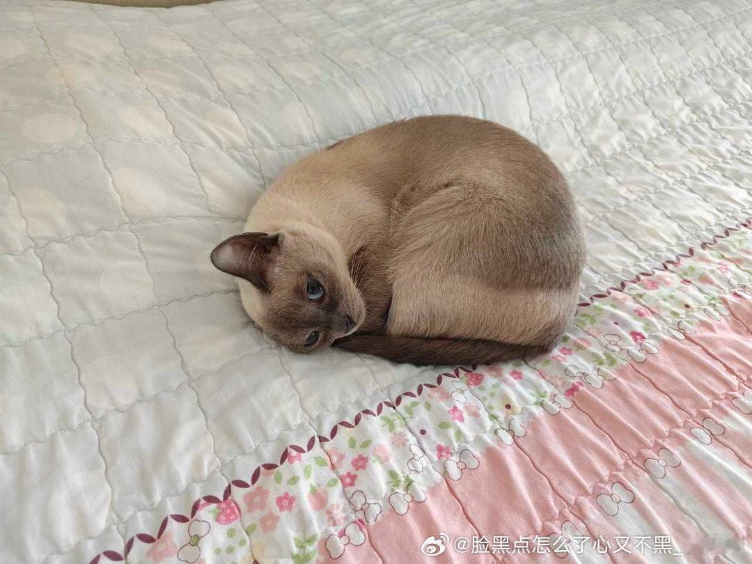 4165只黑脸［🐱］一只耳+猫眼螺＝碱水面包 ​​​