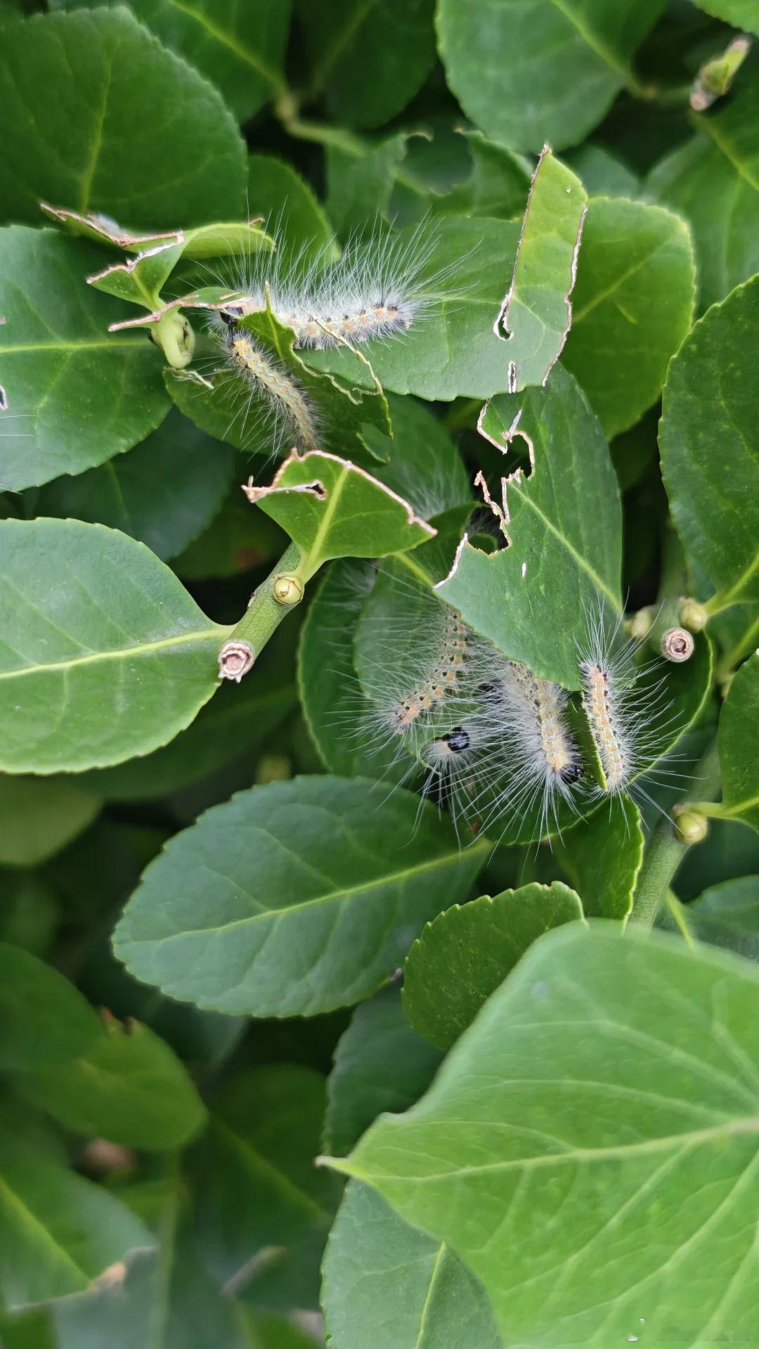 北京释放7亿只小蜂治毛毛虫北京毛毛虫为何多北京毛毛虫 呃呃呃怕虫星人已原地去世最
