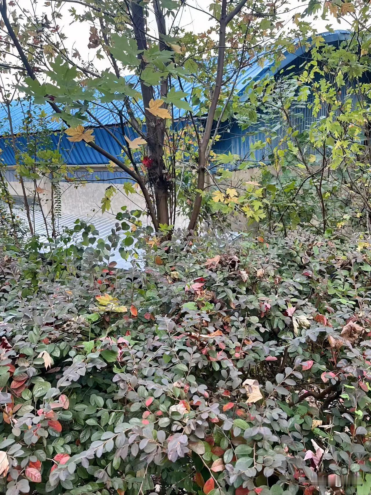 今早出门溜弯，拐到楼后突然瞅见这丛植物——都快入冬了，叶子还凑一块儿“闹”呢：绿