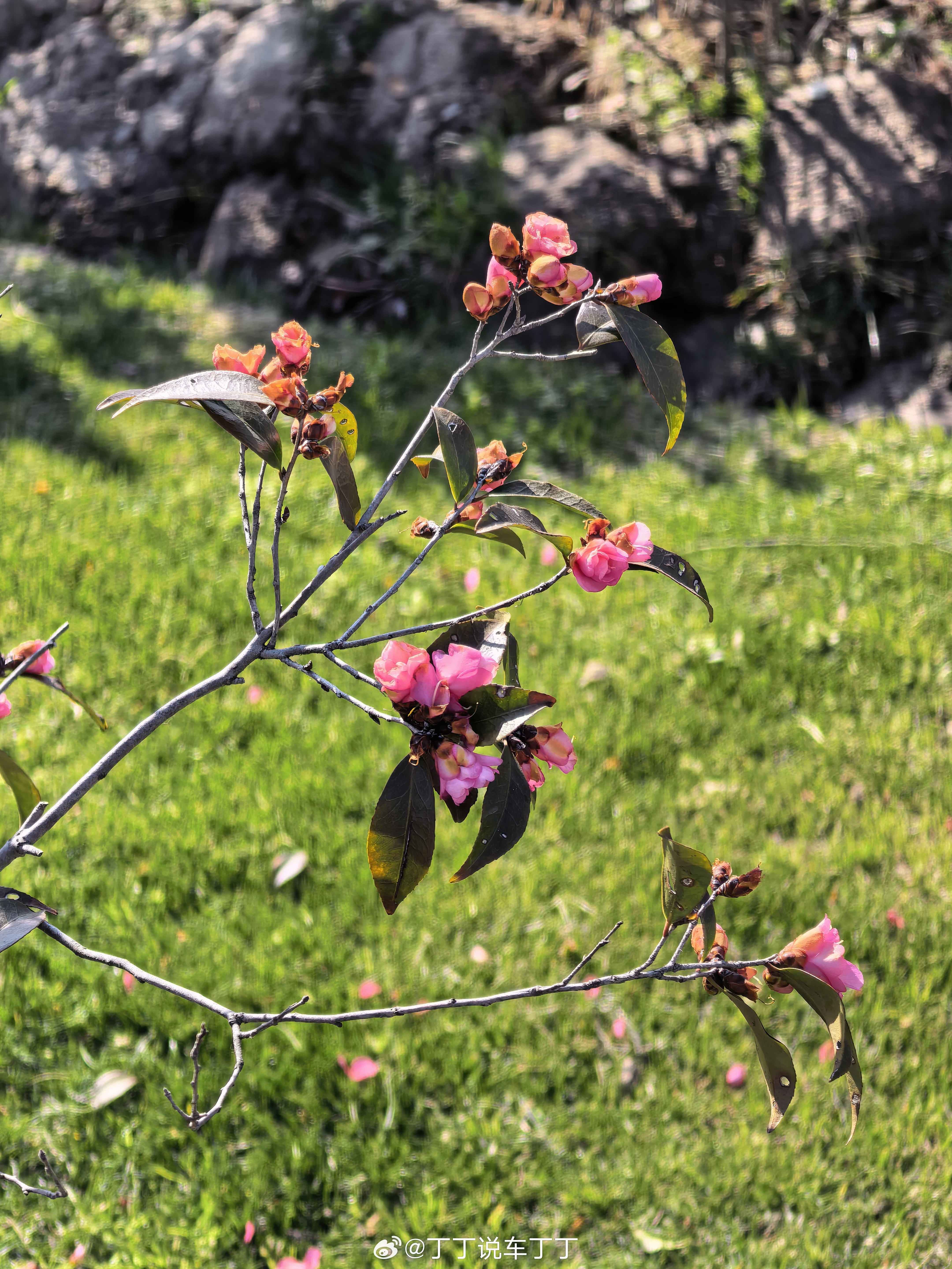 春芽，生命的气息。 