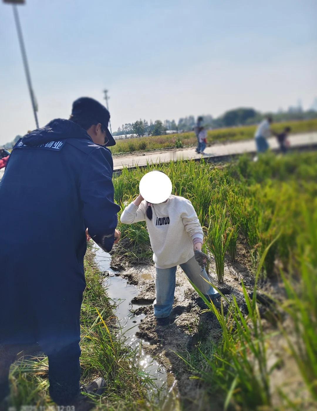 鞋差点留后陡门地里了，也是种“禾”了
路边好的稻没人捡，千万不要去尝试，因为是根