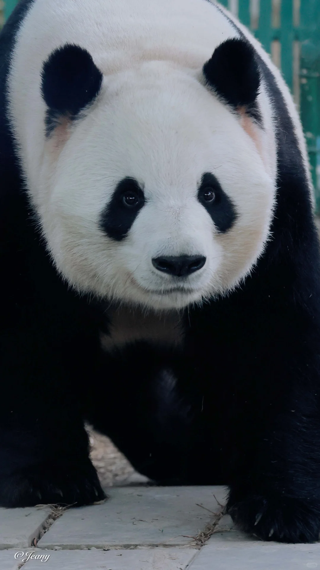 昨天拍的萌兰🐼眼里有光😍心里有爱♥️