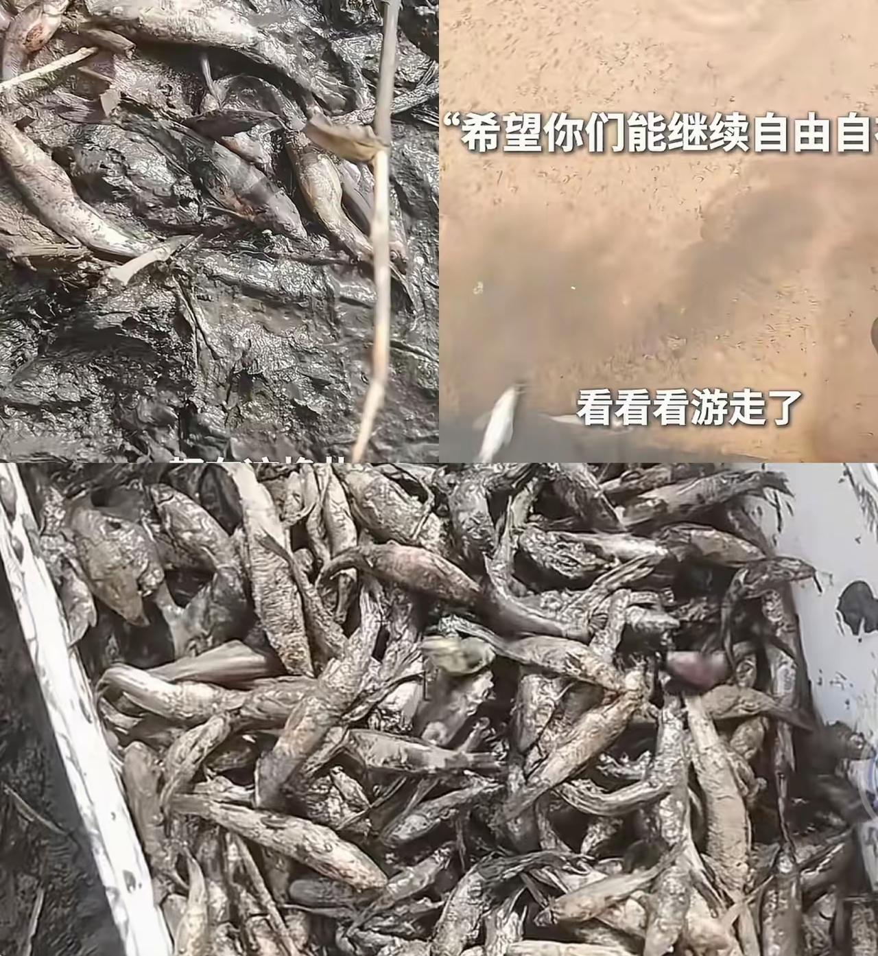 为这位姑娘点赞👍！她的做法比风景还美。
这位姑娘在去新疆看胡杨林的路上，
看到