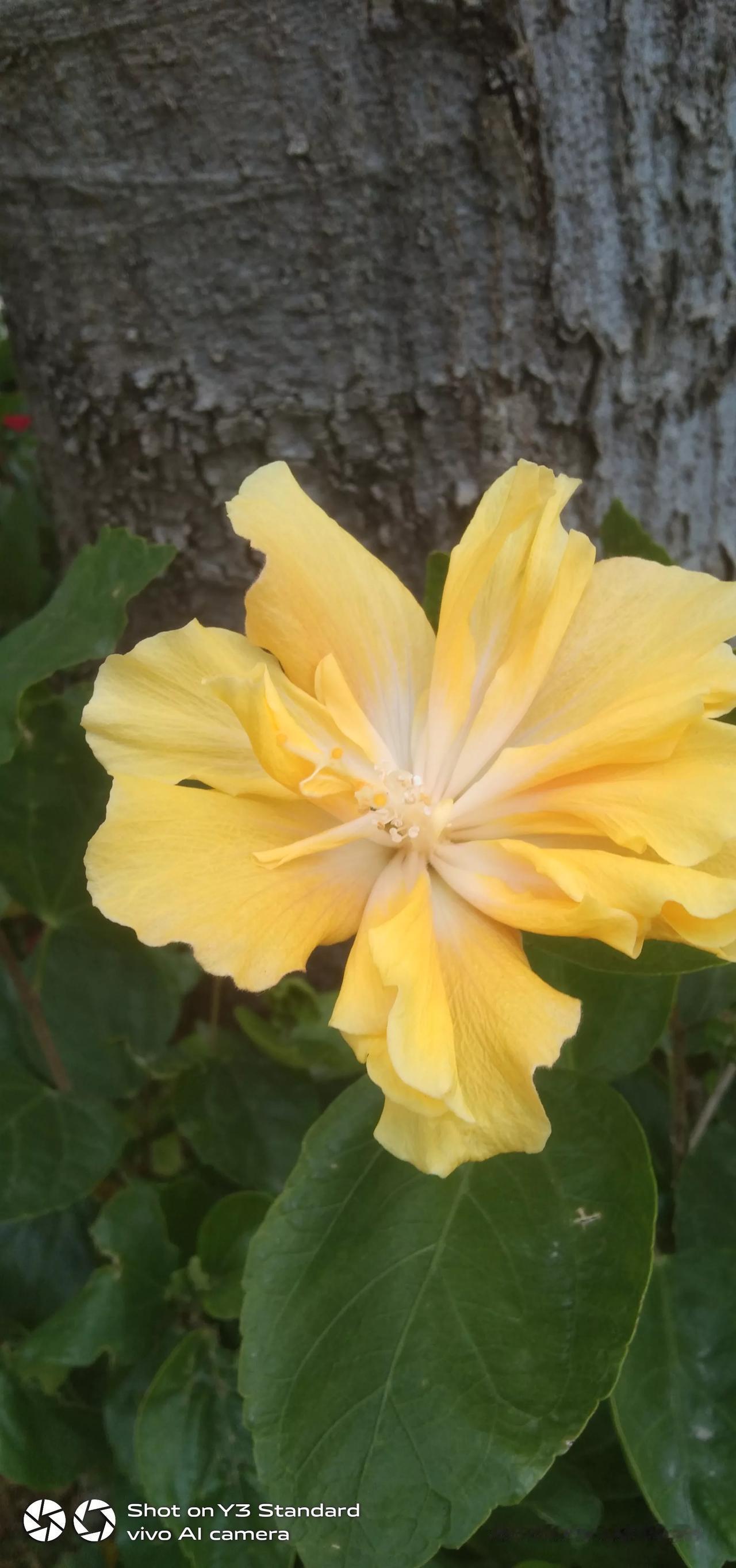 昨天中午进县城转了一圈，也把姹紫嫣红的花摄进相册，与大家分享花的艳紫千红。