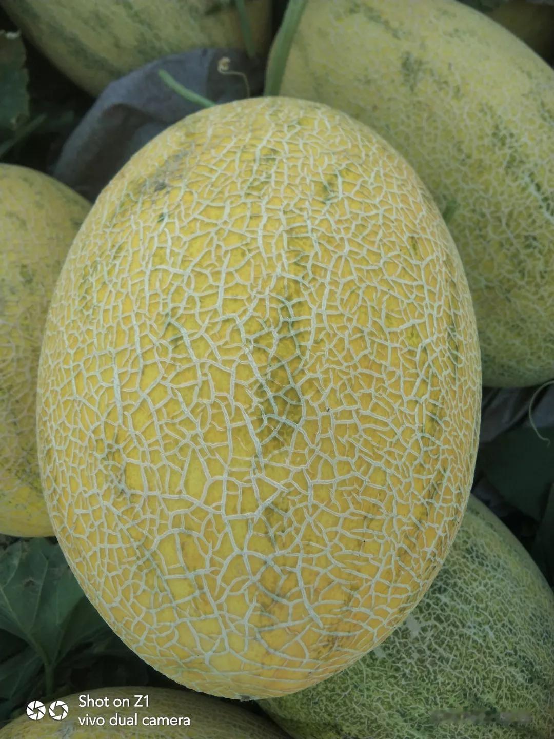 #怎么样才能学会看哈密瓜甜不甜#
哈密瓜甜不甜，其实是可以从外表看出来的。
只要