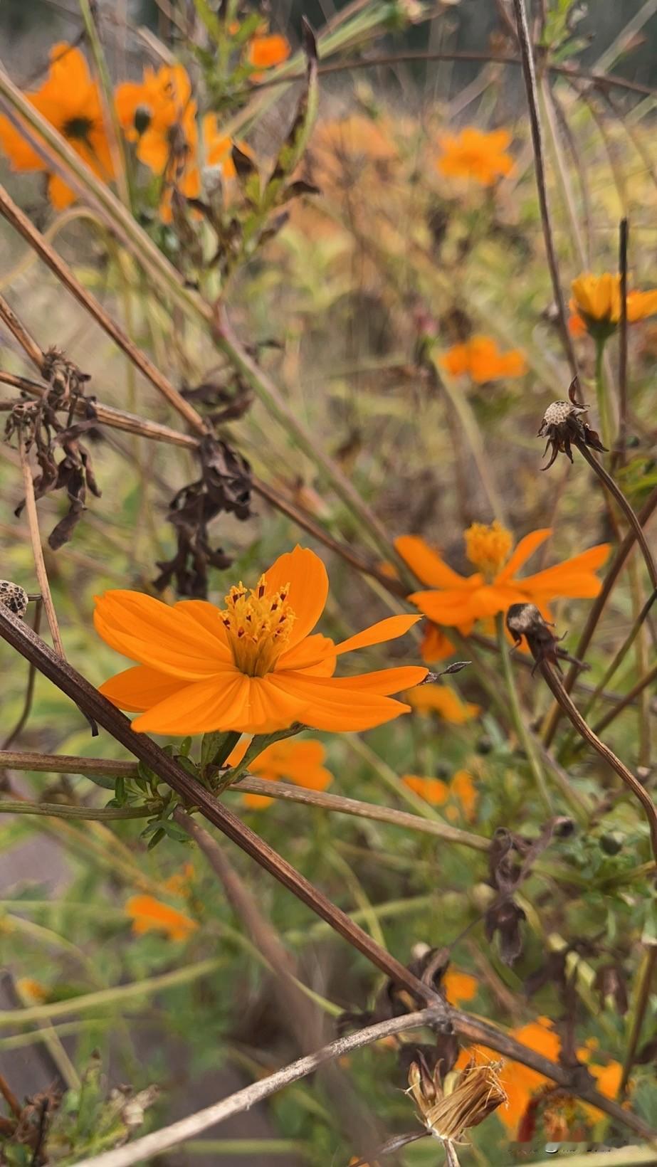 昨天气温回升到二十五度，有点热，但是还没有换衣服……
这个季节的气温和夏天的温度