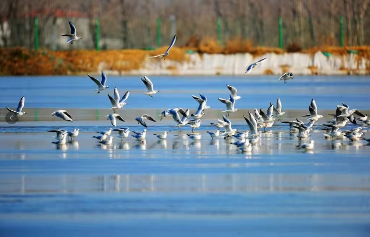 蓝天碧水绘新卷！驻马店“十四五”生态答卷亮眼，PM2.5全省第二，十万候鸟越冬成景
