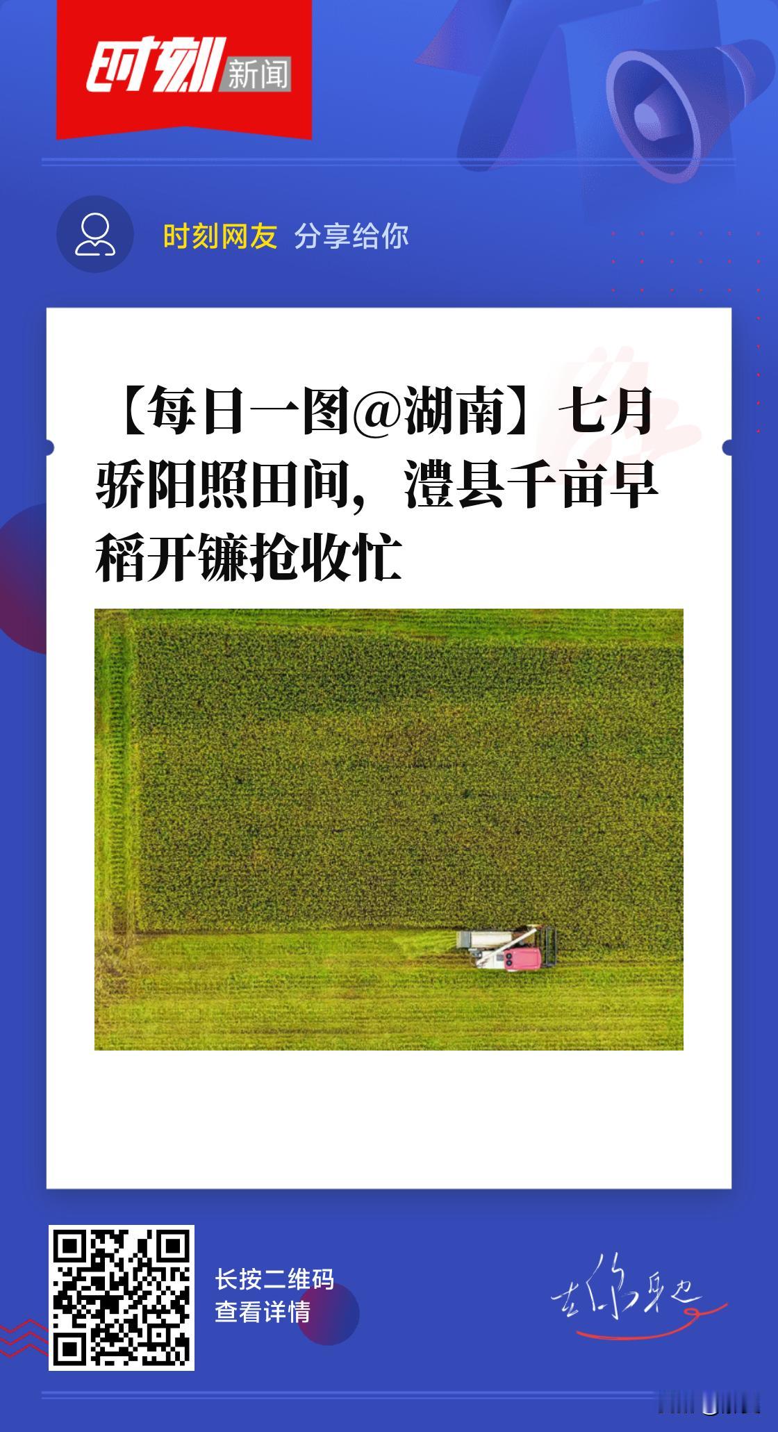 七月的澧县，热浪翻涌，稻香四溢。7月19日上午，城头山镇大兴示范点的千亩早稻田正