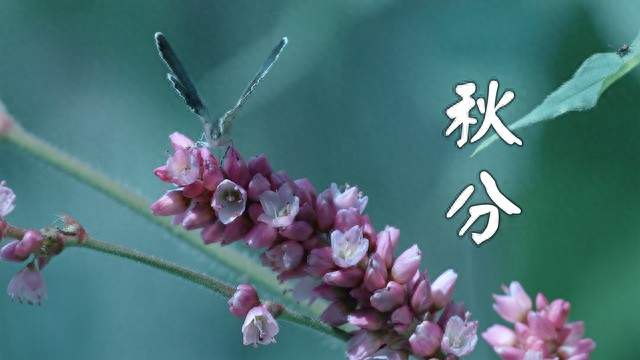 秋分有啥讲究？老辈传下来的习俗，很多人还不知道