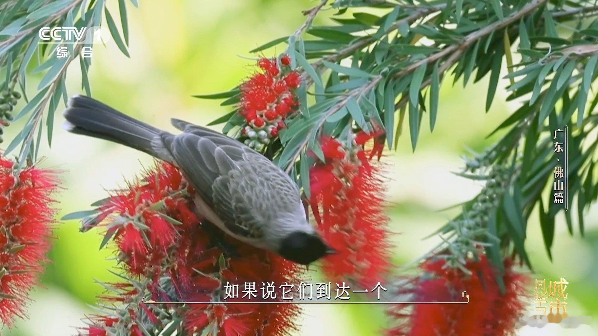 金毛狗是一种植物佛山在荒山种1000多万株树昔日荒山乱石坡，如今千万林木葱郁，林