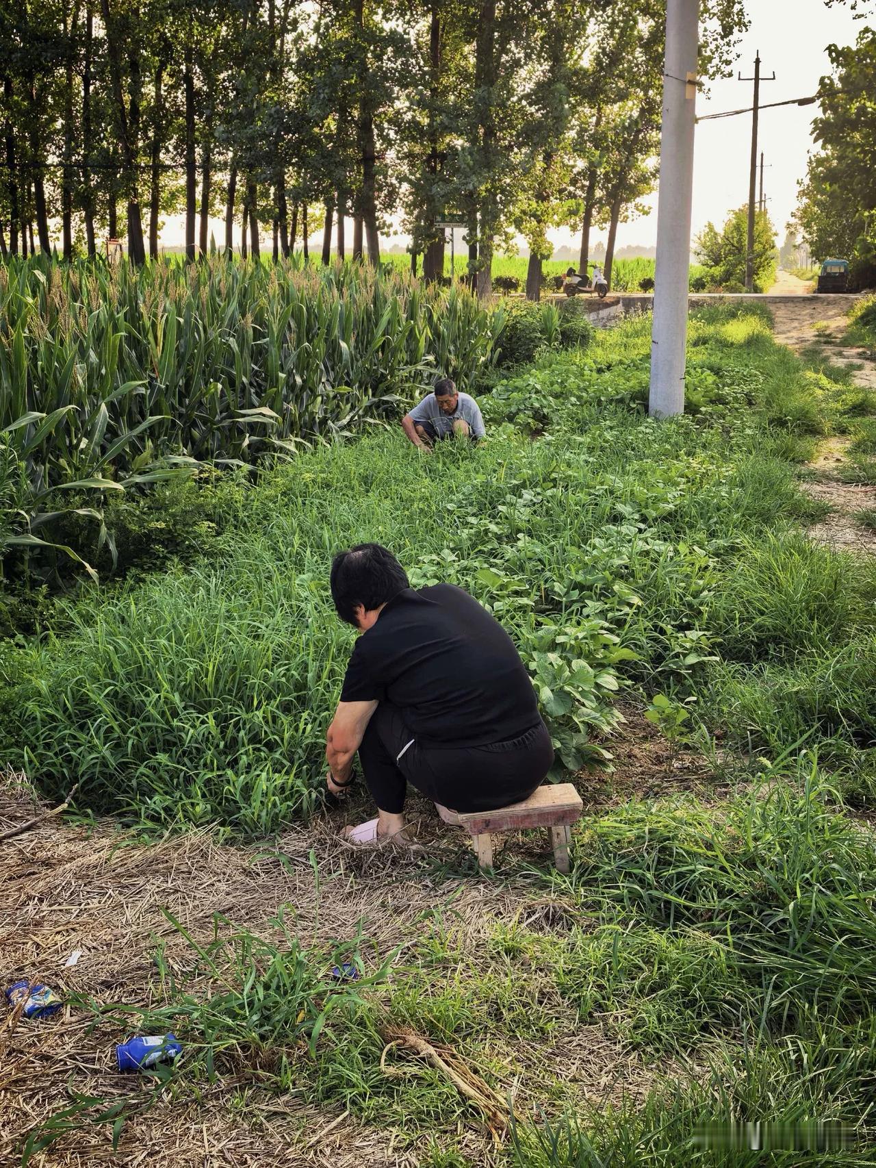 这大过节的，大神老弟的火爆脾气又来了，说我母亲在诅咒他，要跟我母亲断亲。我知道我