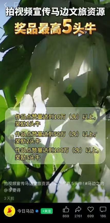 拍视频宣传马边文旅，奖品是牛……有意思。