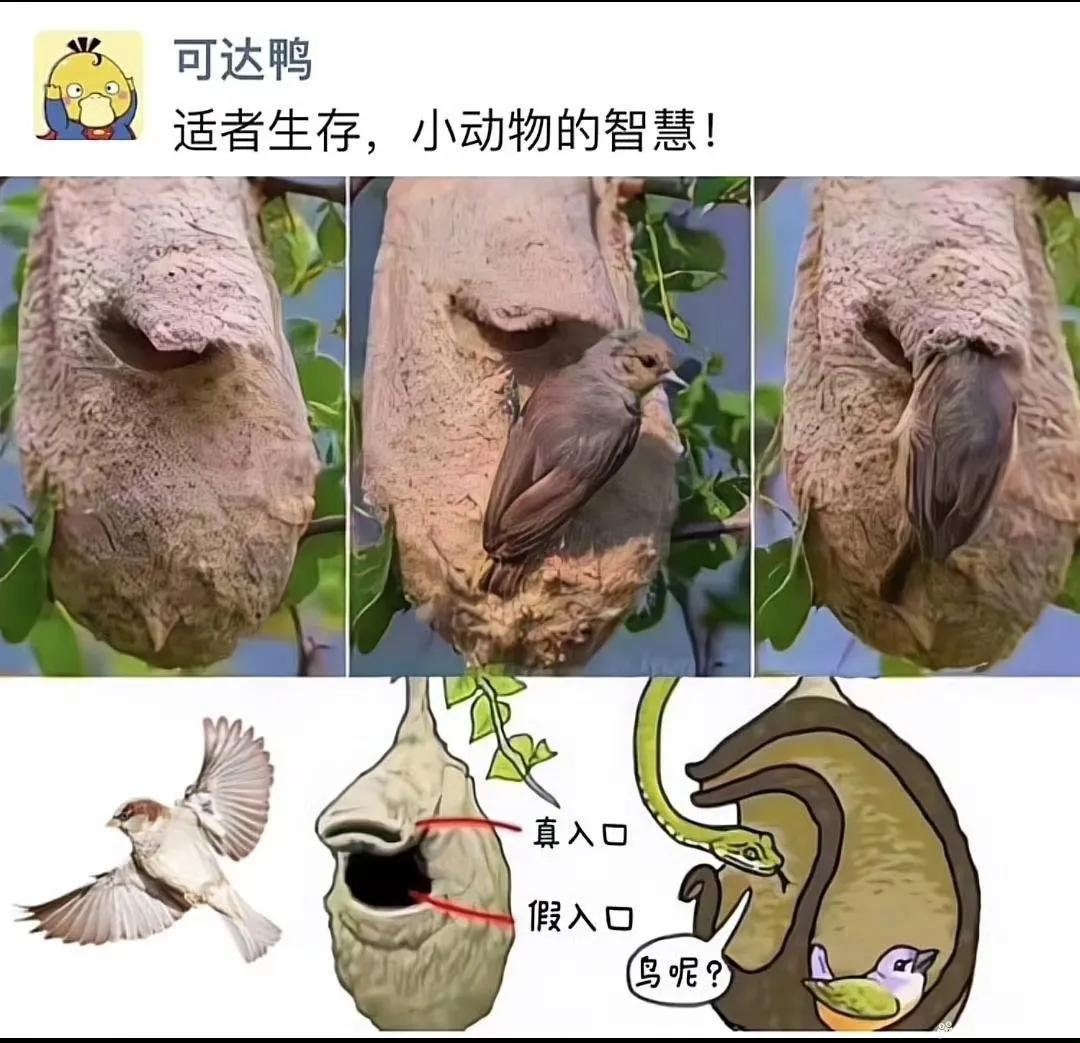 适者生存，小动物的智慧[大笑]。