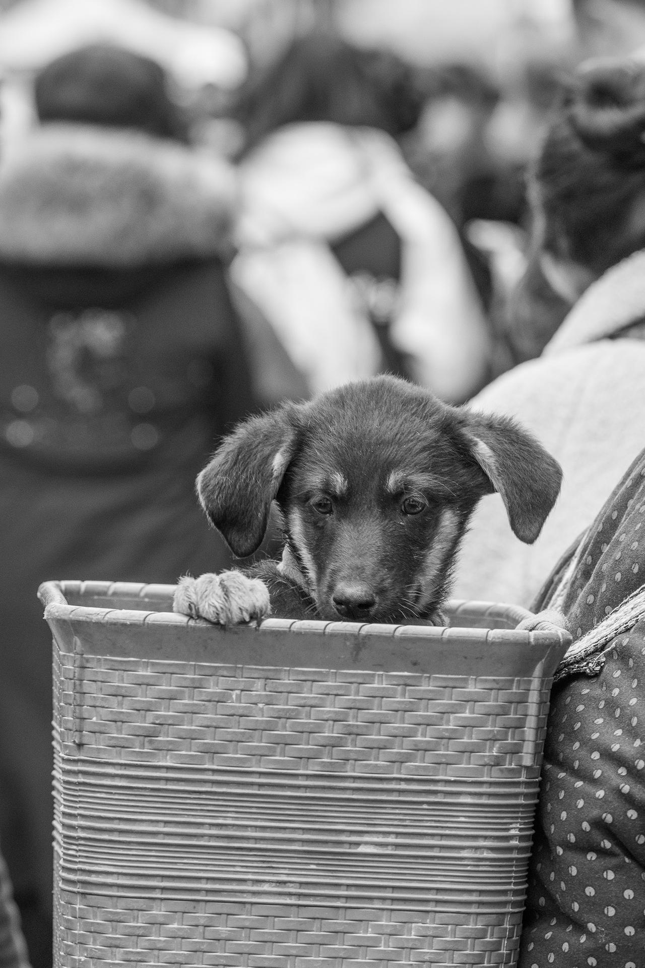 竹篮藏娇犬，人间有爱时。在人声鼎沸的大凉山某集市上，一条小狗从主人的背兜中探出头