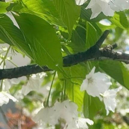 0000云花栖枝，且向春生澄澈蓝天作底色，簇簇白花栖于枝头，鲜嫩绿叶层层舒展，在
