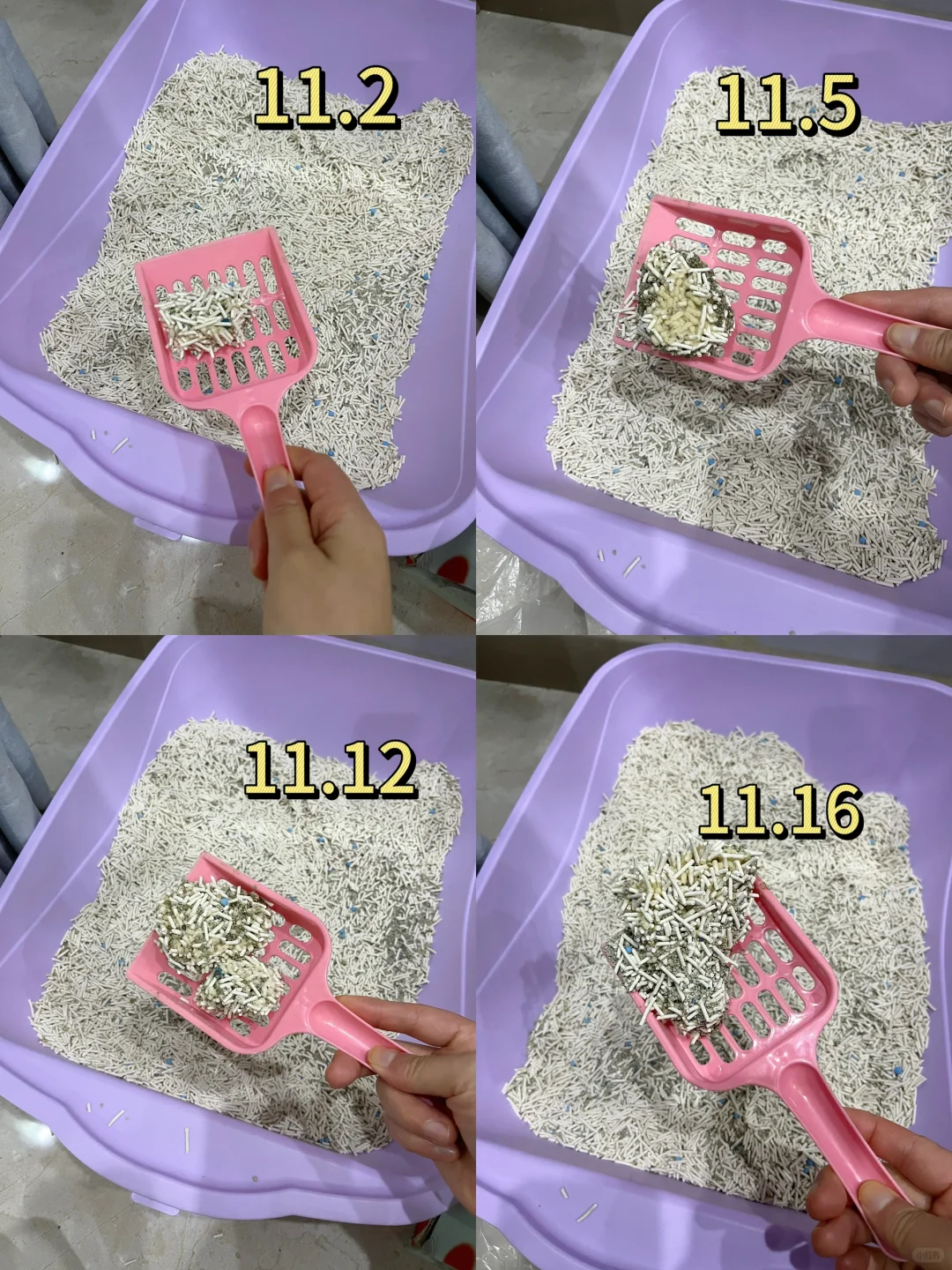 猫咪尿频的都试试