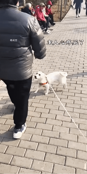 虽然栓绳了，但是绳太长，主人想控制时根本控制不住。
喜欢扑人的狗，绳子短也容易咬
