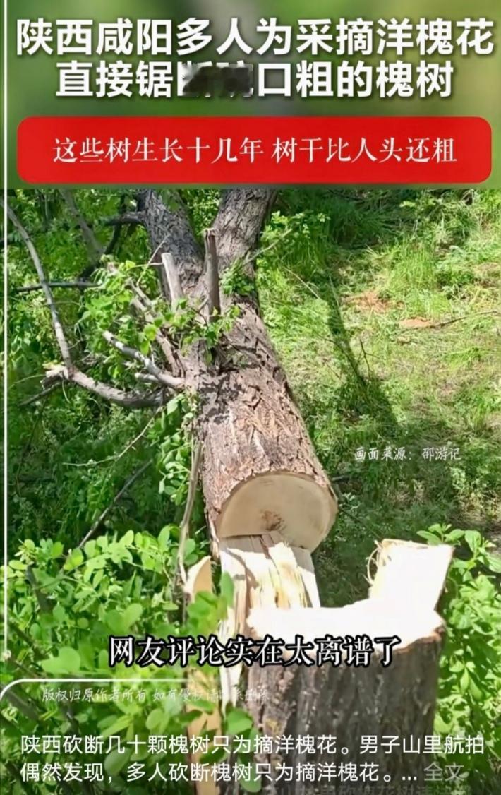 4月29日，陕西礼泉县烽火镇，有人用无人机航拍时，无意间飞过史家河村一遍林地上空