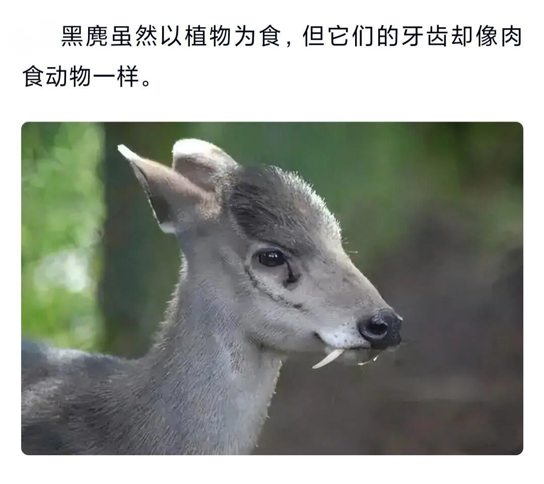 生物是如何分裂出这么多不同的品种？