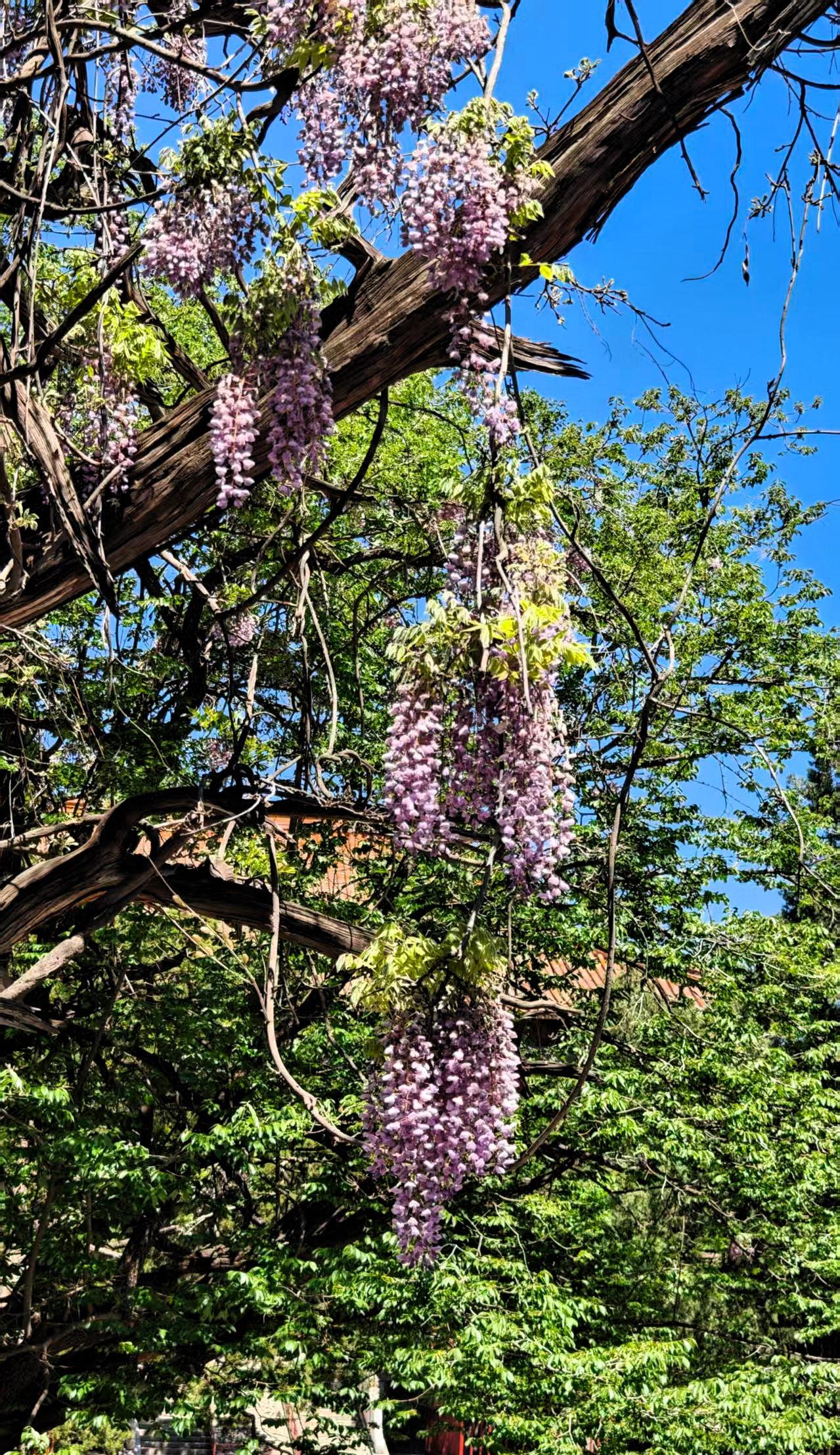 四月中旬，是国子监的紫藤花的盛花期，紫藤花开是非常漂亮的景观，今天上午我国子监看
