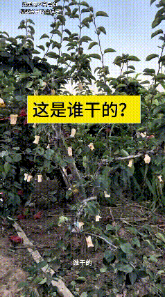 看完这个视频真是给人又好气又好笑，地里明明都立牌子提醒了，24小时有监控，私自摘