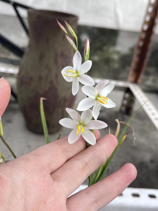 可爱的小花终于轮到我了