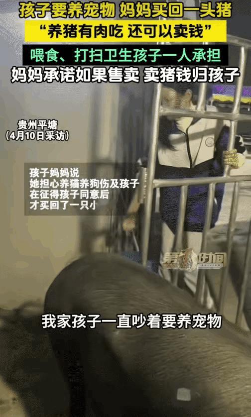 “太有经济头脑了！”贵州平塘，孩子要养宠物。没想到，妈妈买回一头猪让孩子养。妈妈
