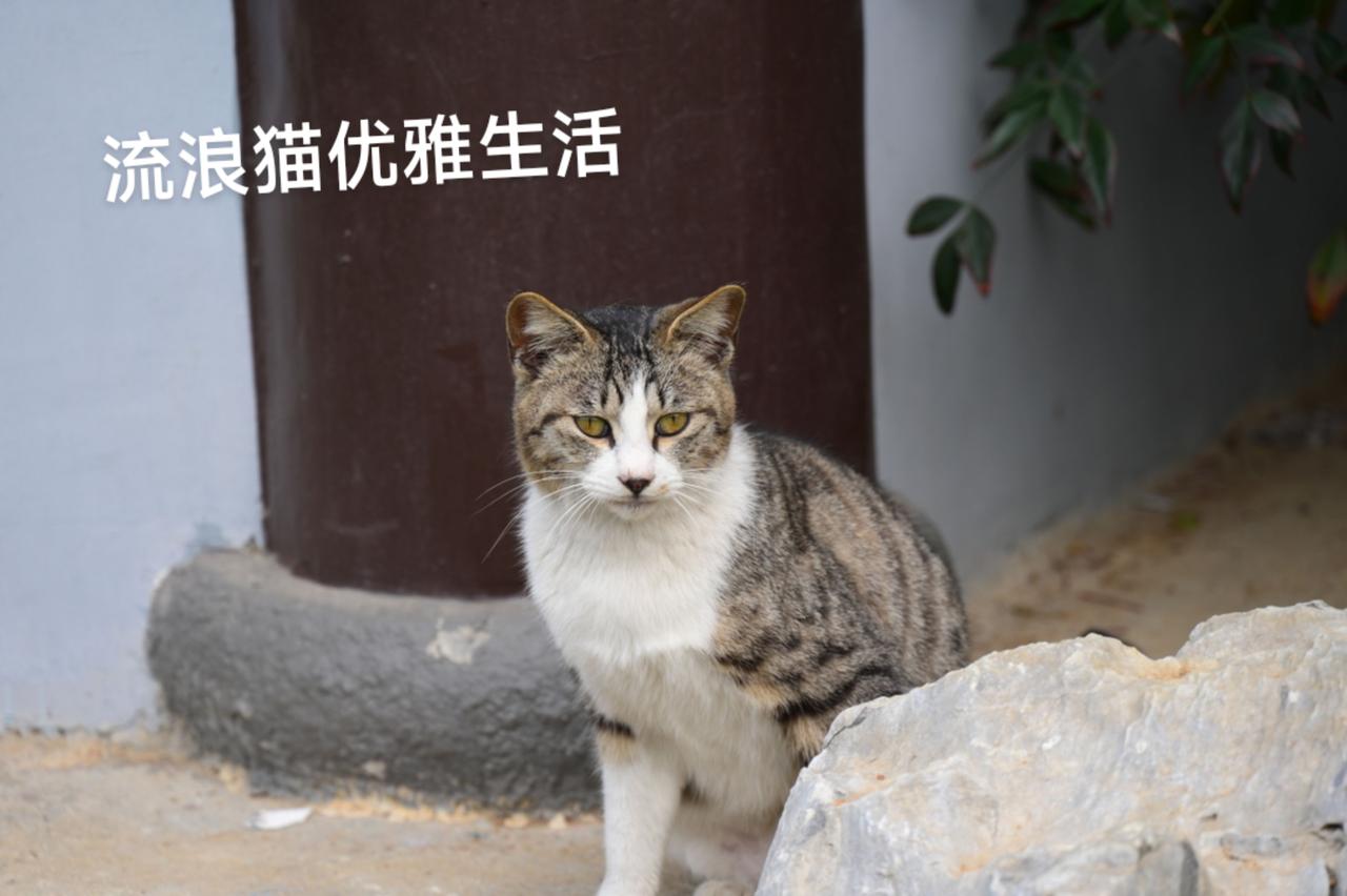 流浪猫是永恒话题！我镜头下的小猫