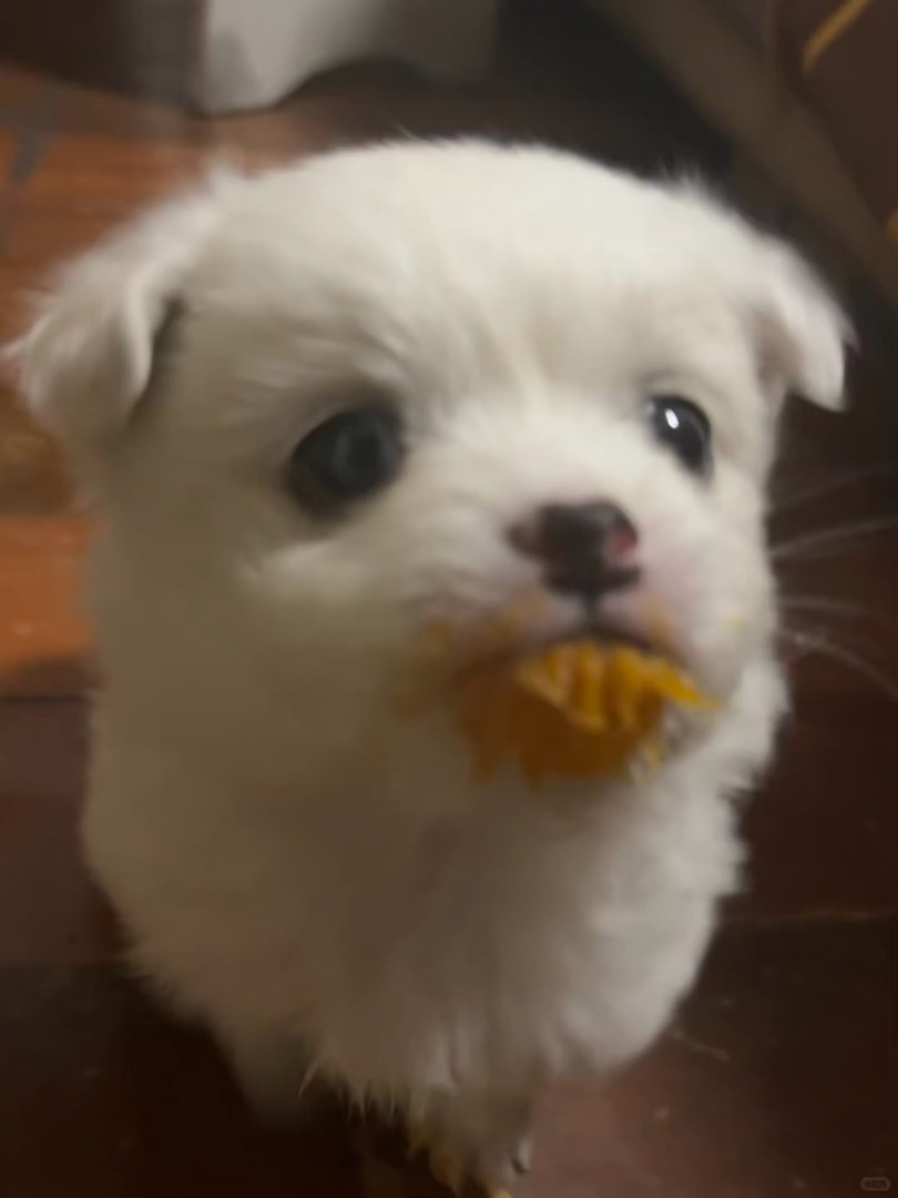 狗狗🥹 