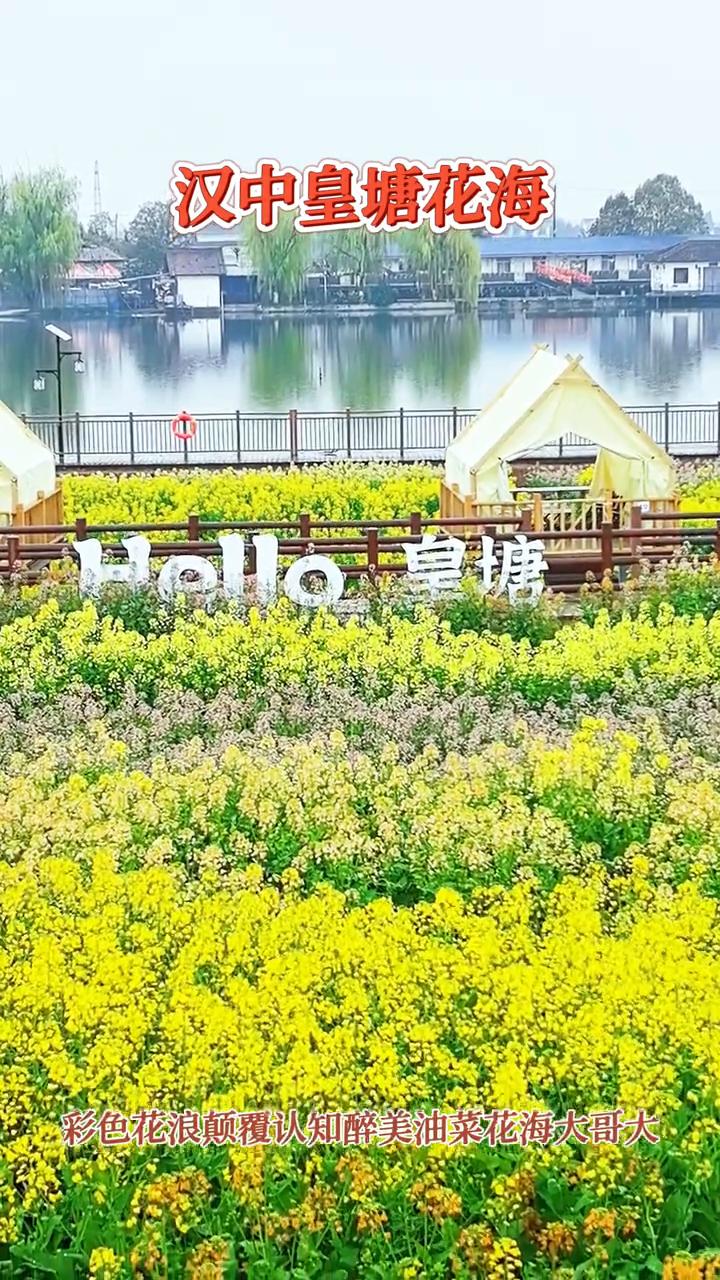汉中皇塘花海。
彩色花浪颠覆认知，醉美油菜花海大哥大。