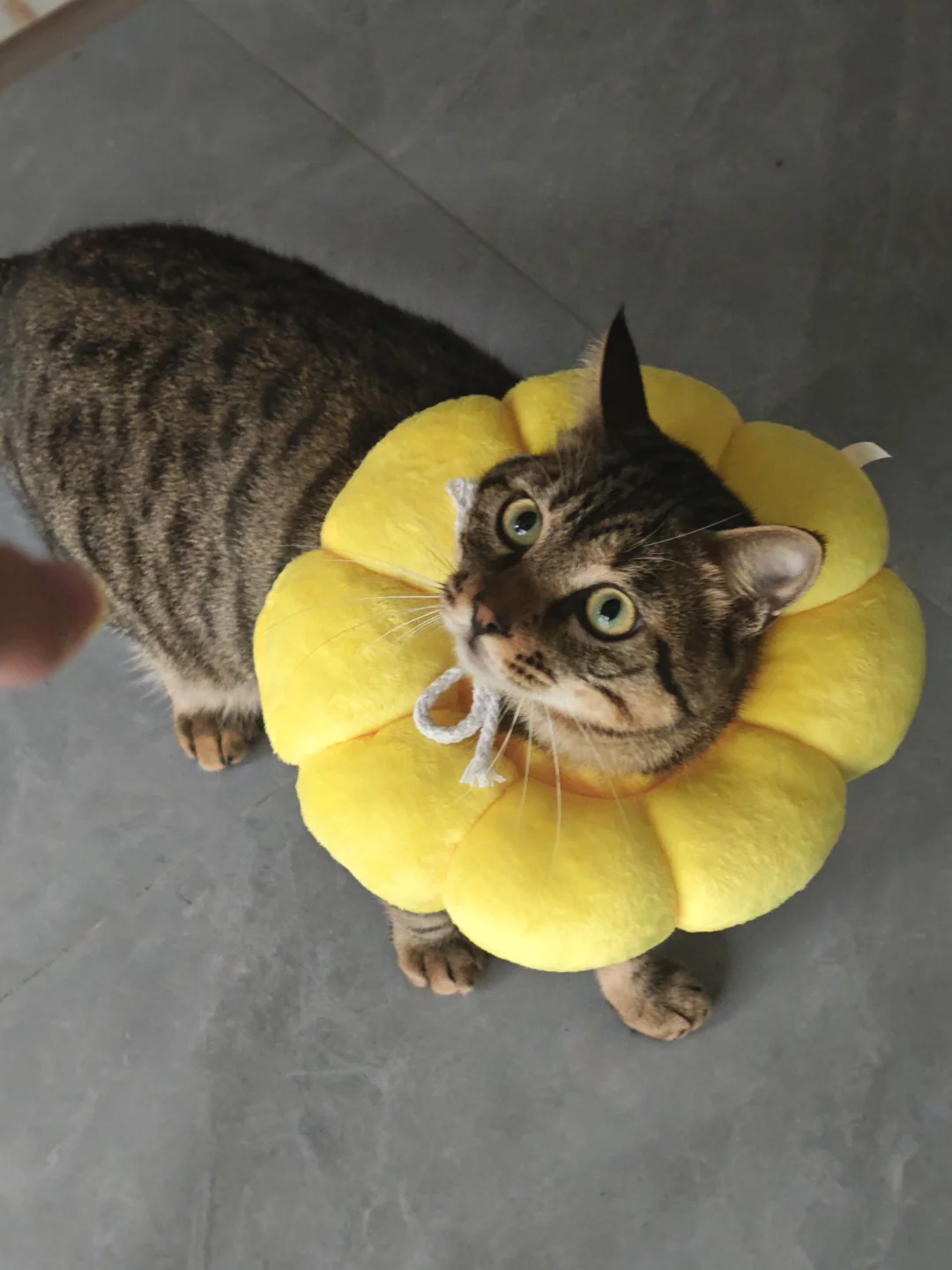 小金成了小金子