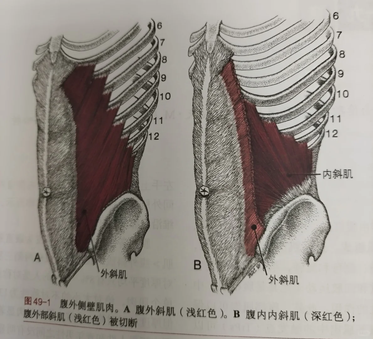 腹内外斜肌相关位置