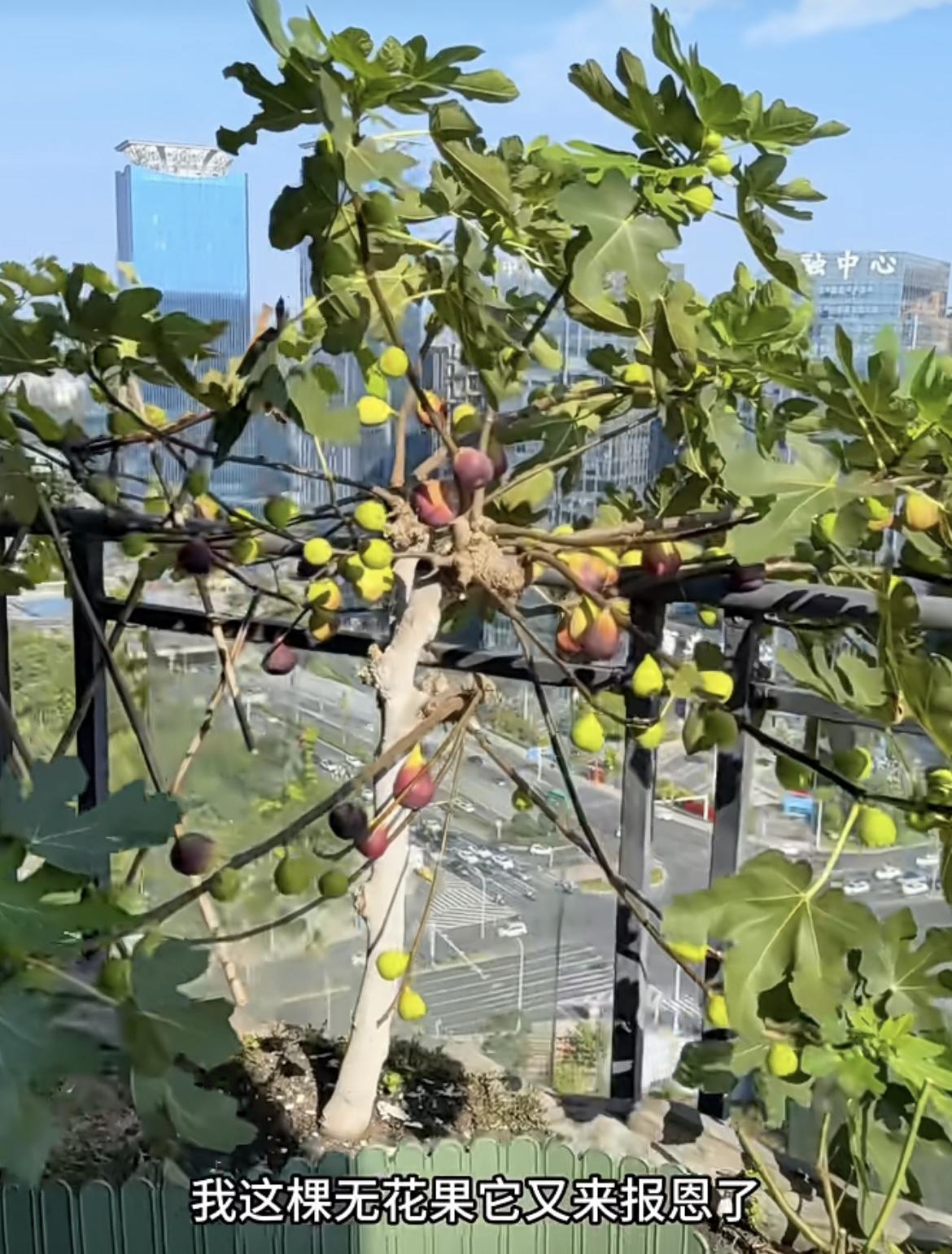 我的今日状态：😁轻松愉快
我这里的天气：🌤️多云
在楼顶种植的无花果熟了，