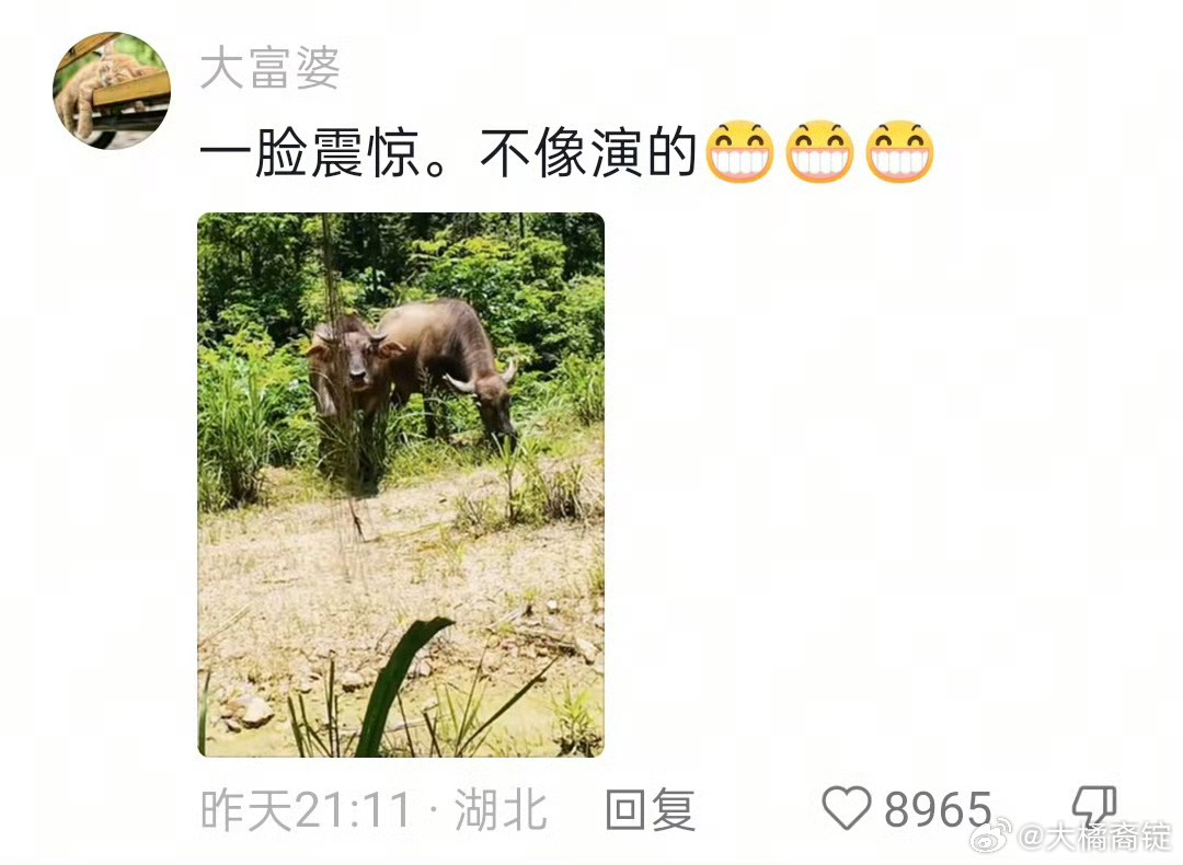 通人性的牛多但头次见通牛性的人牛牛听着牛叫一路寻过来，结果发现是人，一脸震惊我记