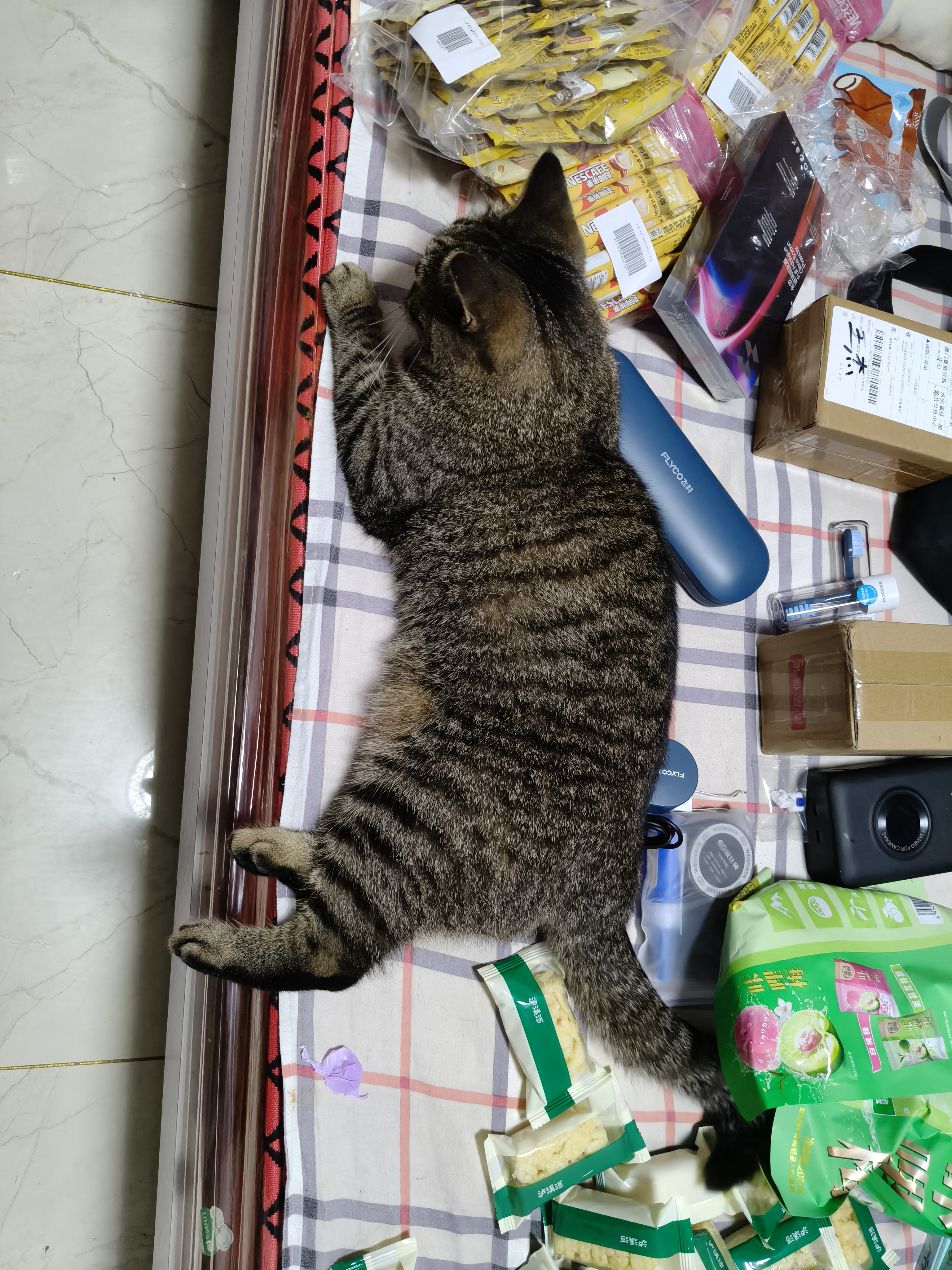 狸花小猫~JIOJIO短短的，是不是超可爱？实时猫情