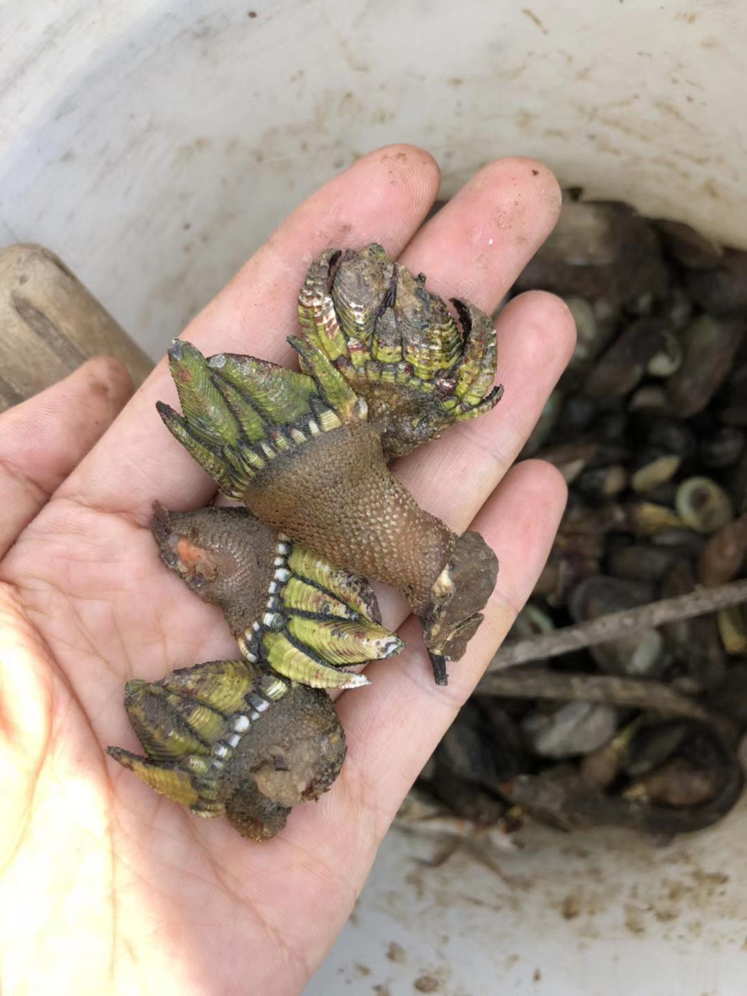 海边生活必须有海鲜