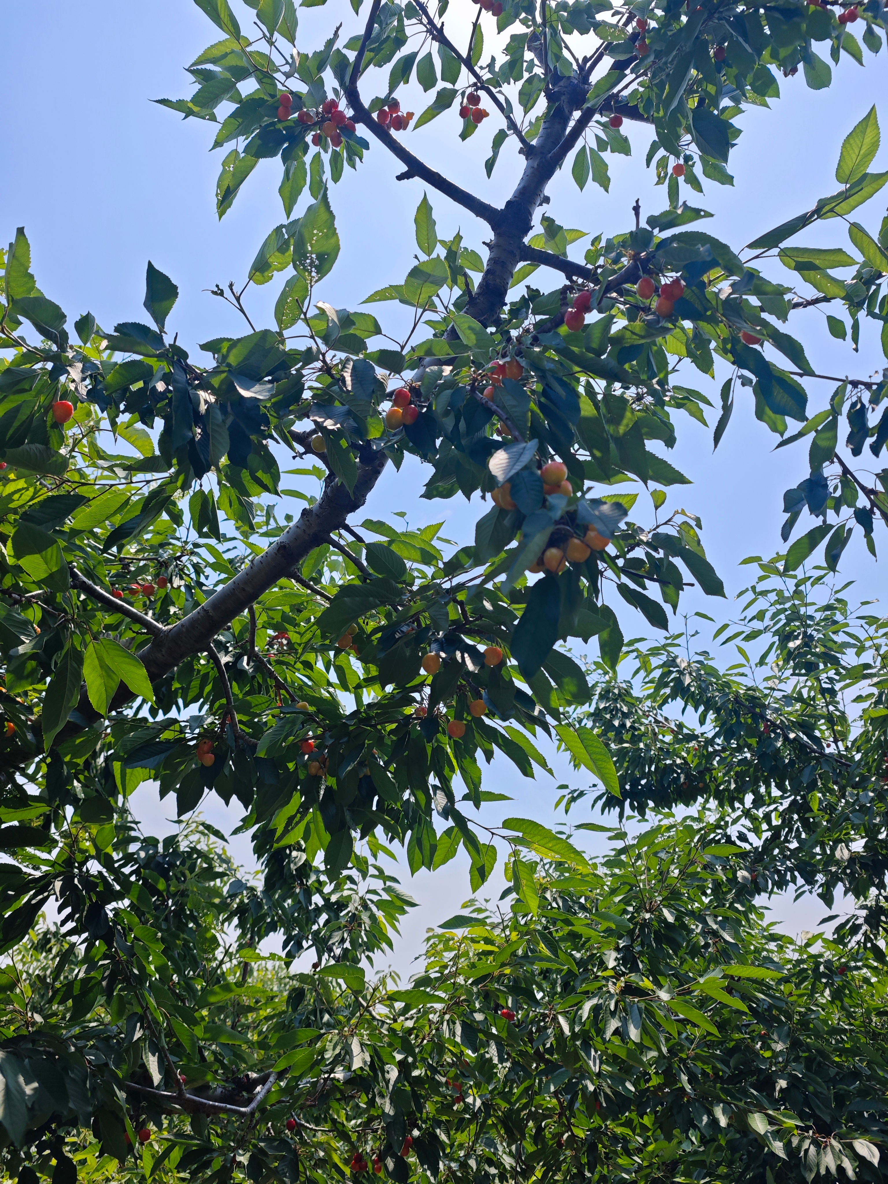 小方的日常 那一天