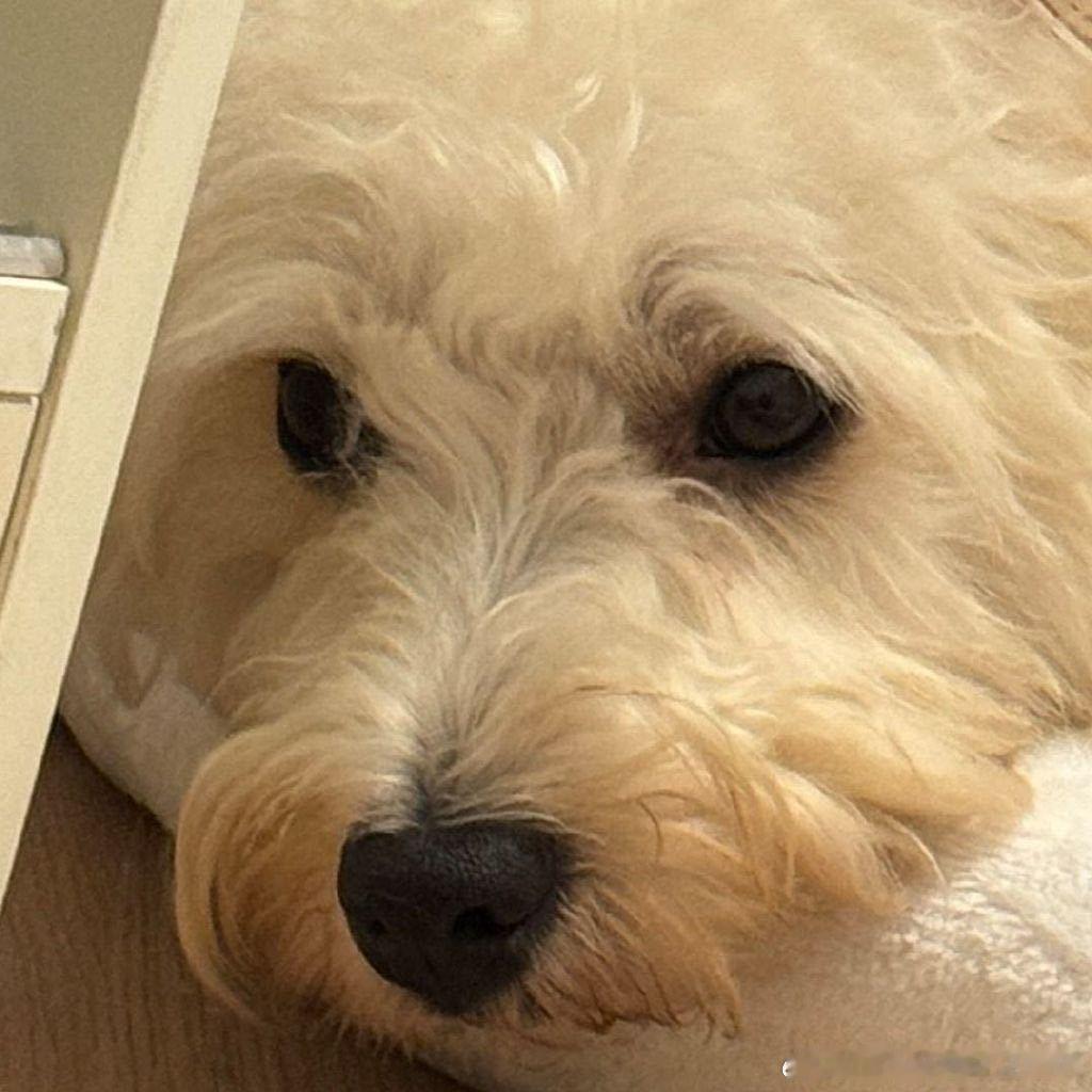 不呆忧郁的小黄嘴🐶 