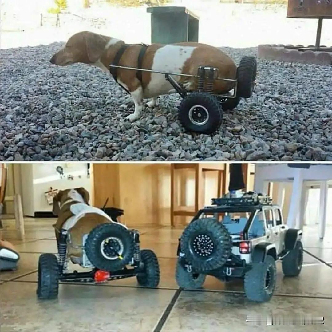 主人拆了自己玩具，[送心]为下肢瘫痪的狗狗造了义肢。