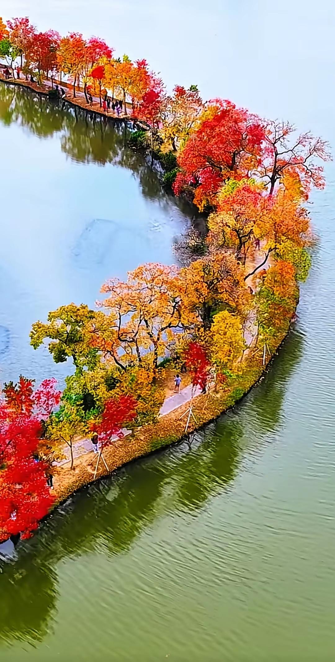 南京中山植物园月牙提
传来消息满江乡，乌桕红经十度霜。