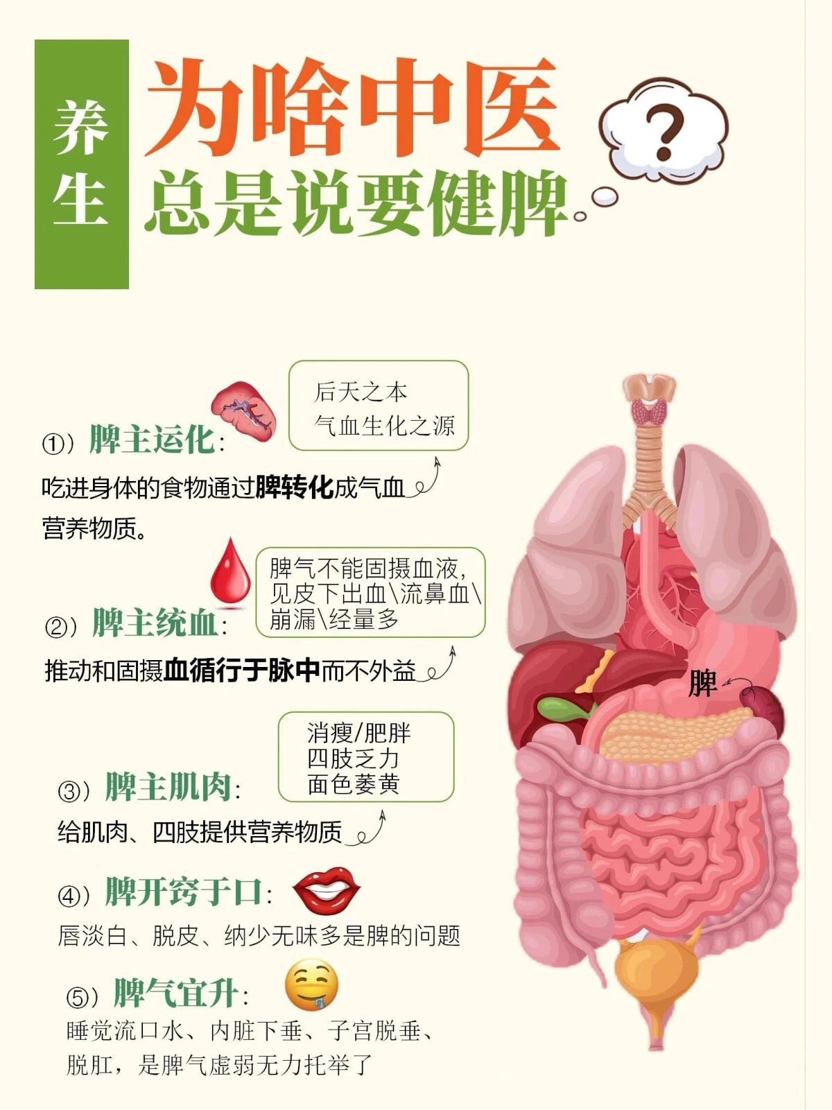 为啥中医总是说要健脾①脾主运化：吃进身体的食物通过脾转化成气血营养物质②)脾主统