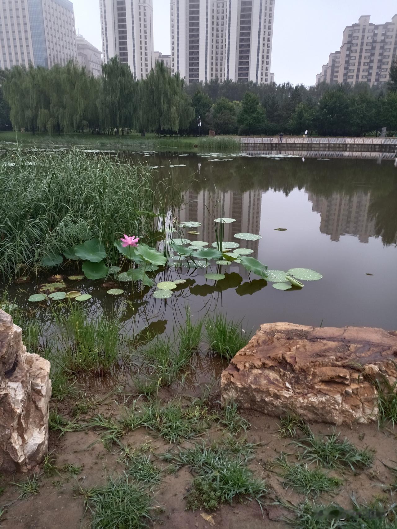 荷花开了
今天早晨去市民公园，发现湖里荷花开了。
好像上世纪八十年代东北区域荷花