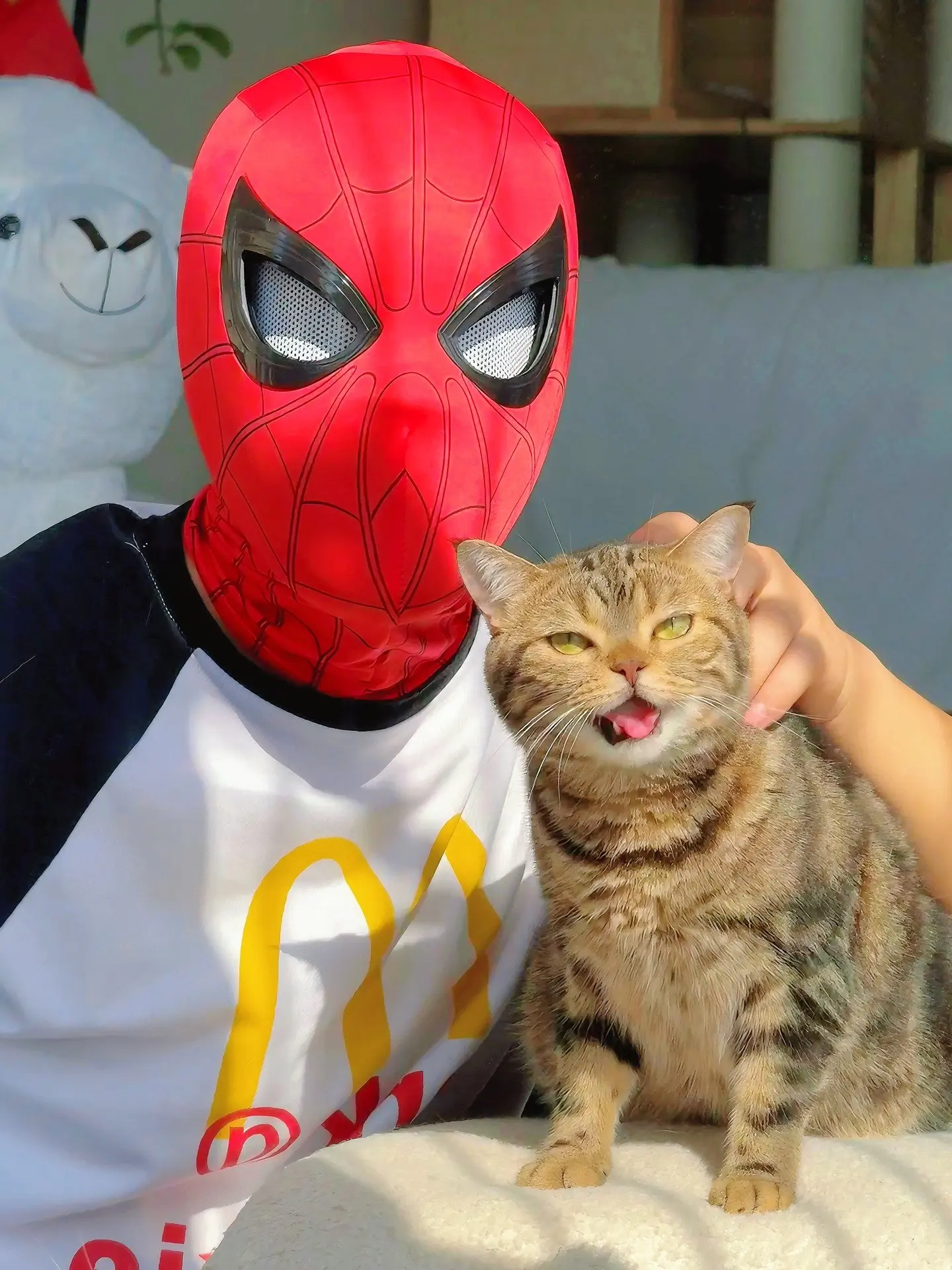 相比之下，猫猫更胜一筹。这小模样