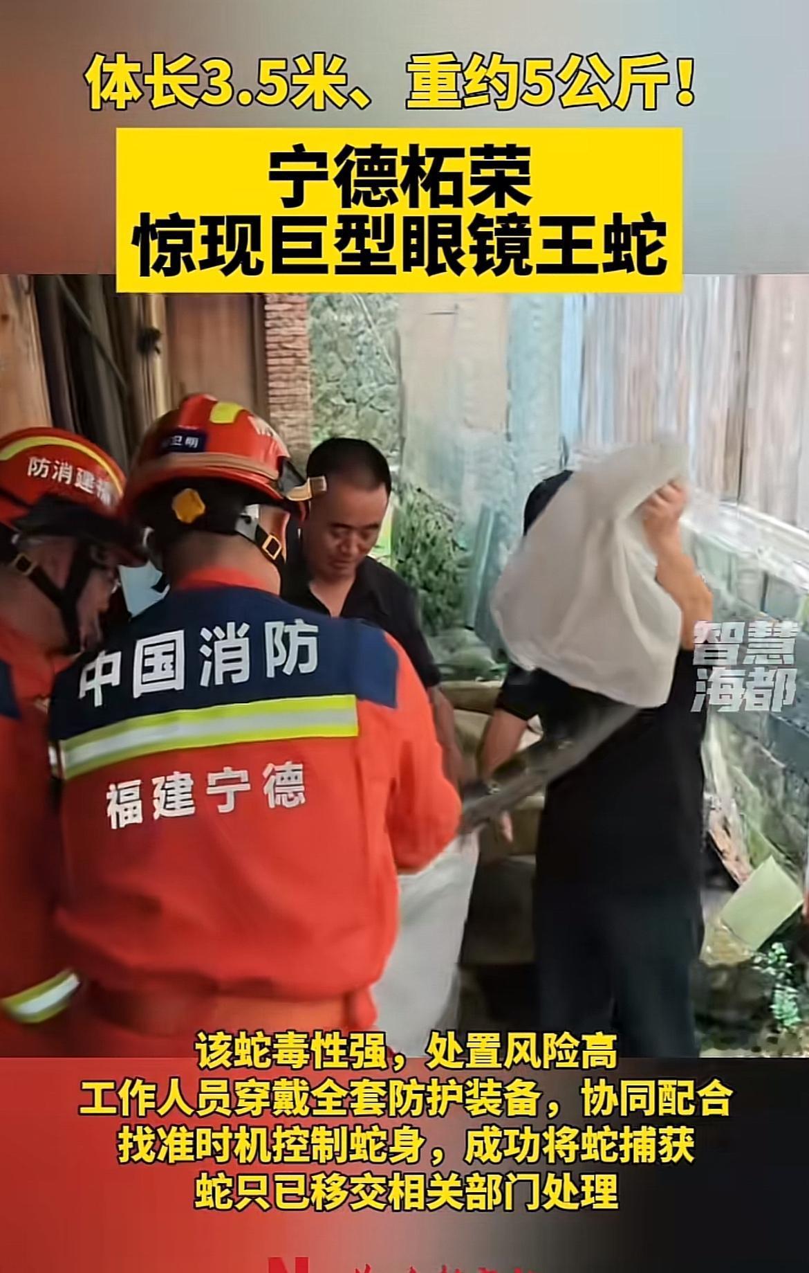 刷到宁德柘荣惊现眼镜蛇蛇王的新闻，第一反应是倒吸一口凉气。
这条眼镜蛇体长足足3