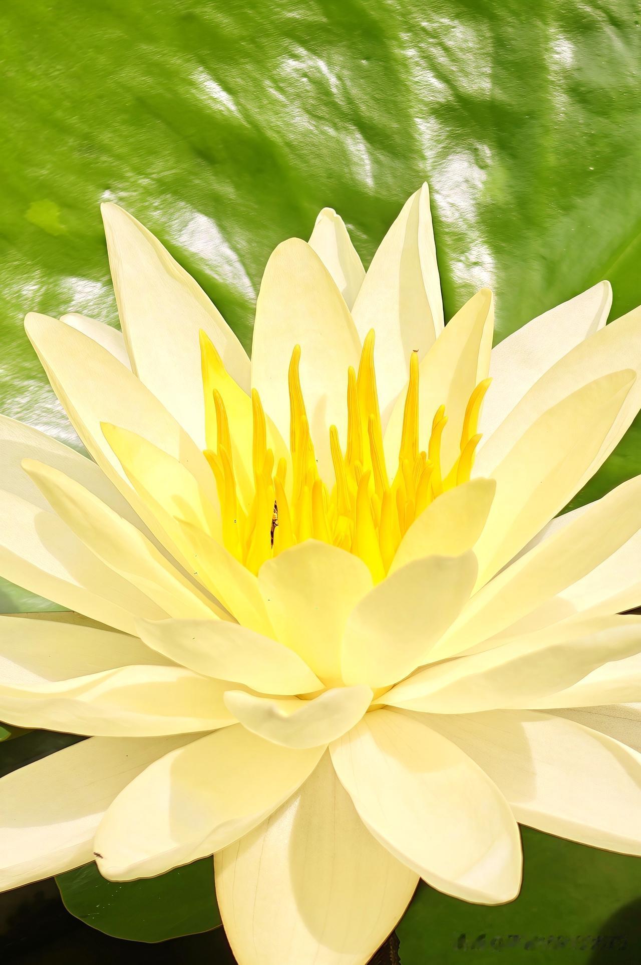 纯净的白色莲花，绽放在碧绿的荷叶间，宛如人间仙境。莲花自然风光 清透荷花 莲花圣