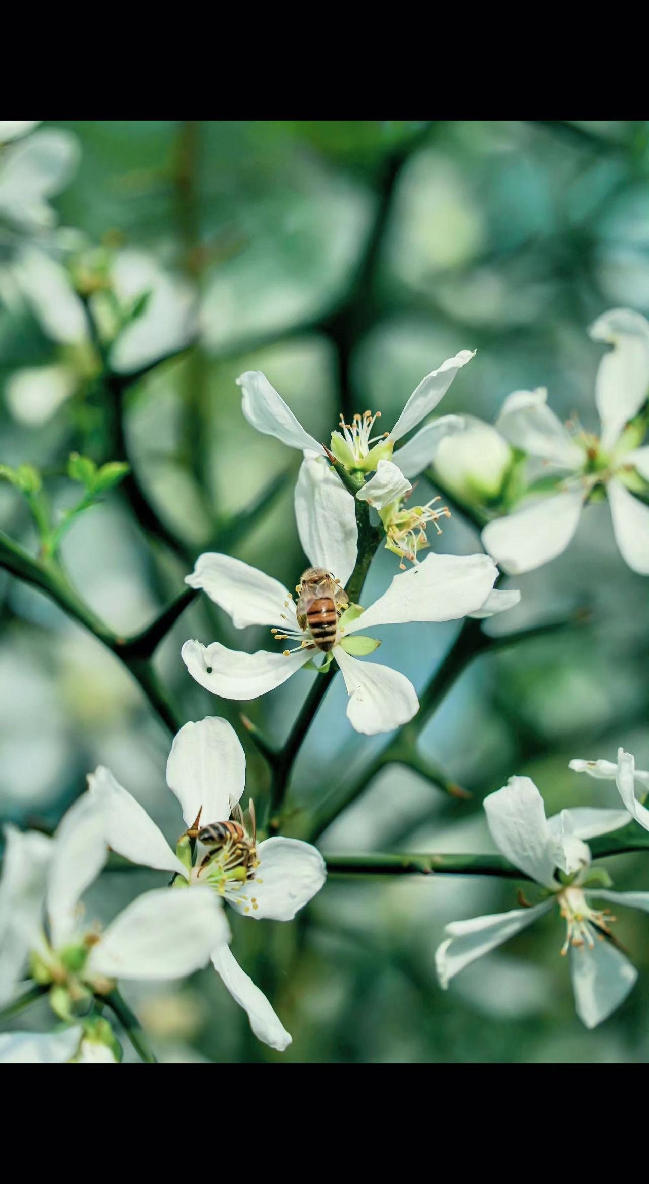 🌸白瓣是春的信笺，蜂儿偷尝阳光的甜✨。微小忙碌里，藏着整个春天的答案。