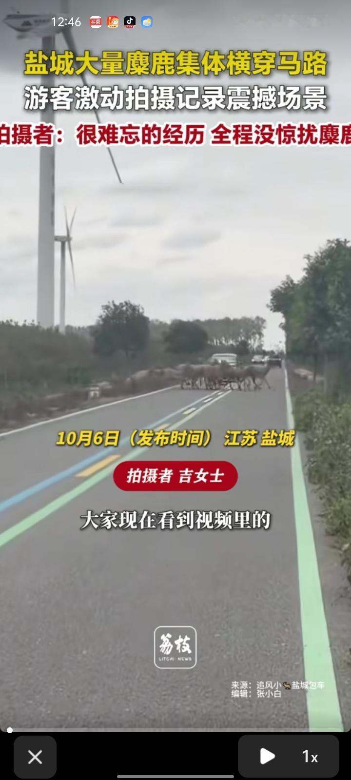 10月4日，江苏盐城。网友发视频称，有上千只麋鹿集体过马路，激动到想记录下来。其